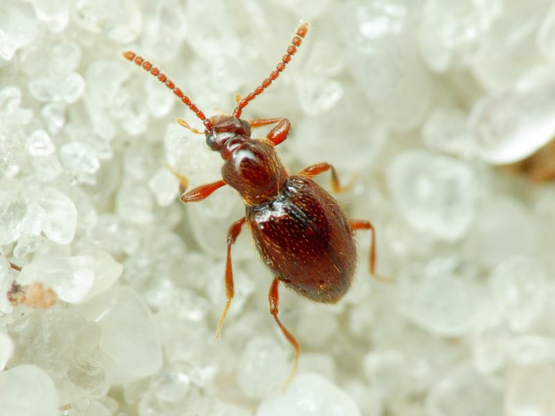 Scydmaenidae Leach, 1815